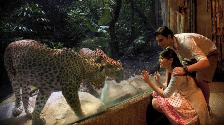Kinh nghiệm du lịch Singapore, đi tham quan vườn thú Night Safari và các địa điểm hấp dẫn